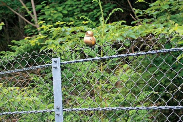 湯西川ダックツアー