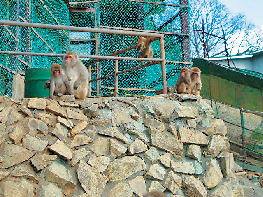 鬼怒川温泉ロープウェイ・おさるの山
