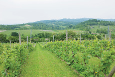 道産酒の人気急上昇中!