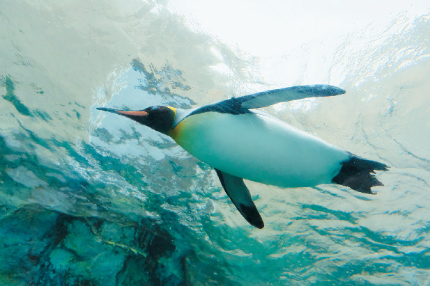 【2泊3日の北海道旅行モデルコース】2日目:11:00 旭川動物園でたっぷり動物たちを堪能!