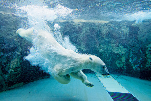 【2泊3日の北海道旅行モデルコース】2日目:11:00 旭川動物園でたっぷり動物たちを堪能!