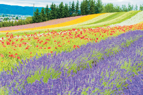 A.ラベンダーが見ごろを迎える夏がおすすめ!