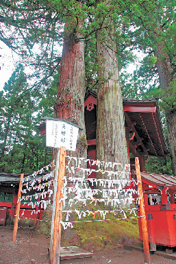 【日光・二荒山神社×無料エリア】縁結びの木