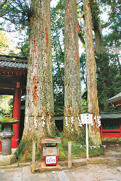 【日光・二荒山神社×無料エリア】縁結びの木