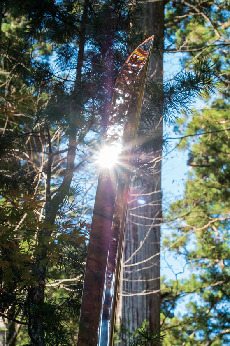 【日光・二荒山神社×有料エリア】遥拝所