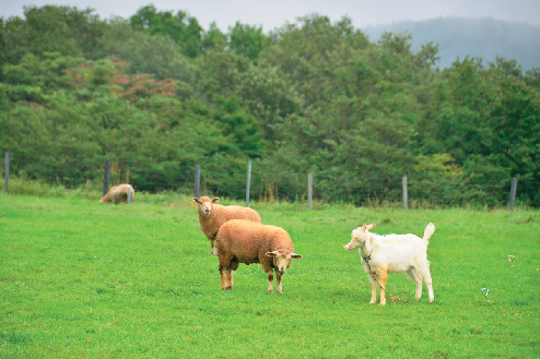 豊かな自然と牧場体験を満喫「蔵王ハートランド」