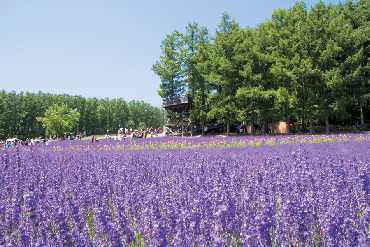 【2泊3日の北海道旅行モデルコース】まわり方のコツ:1日1エリアが基本、ムリのないプランを