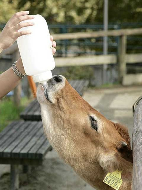 子牛のミルクあげ