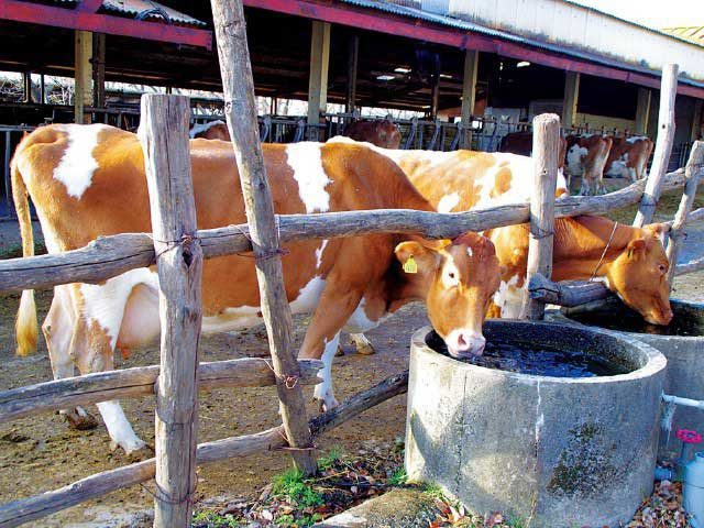 動物たちとふれあえる観光牧場「那須高原 南ヶ丘牧場」