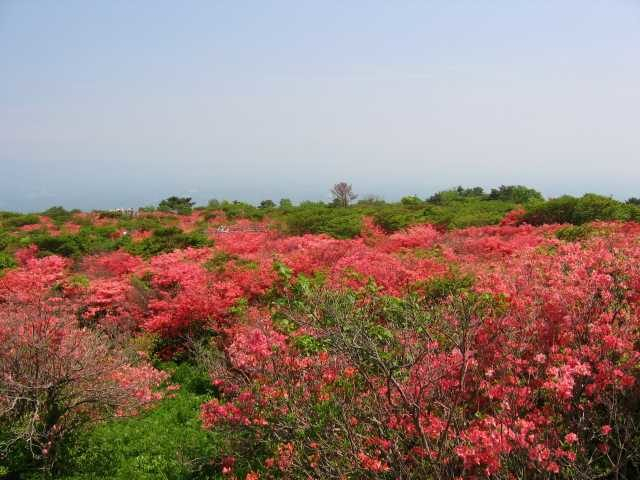 【那須高原ドライブ×おすすめスポット】②ツツジの群生が遅い春を彩る「八幡のツツジ」