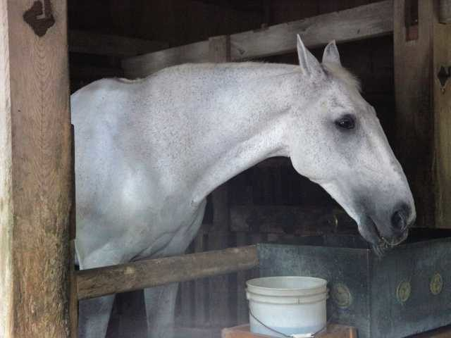 【日光東照宮×三猿】ココにいるよ