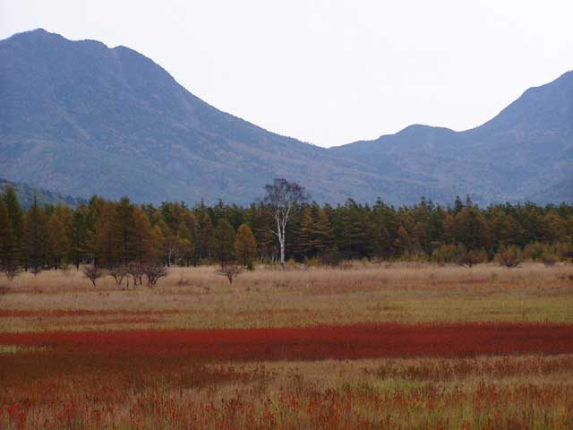 小田代原コース
