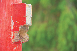 清水寺の七不思議って?