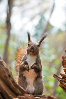 開拓者の信心のより所