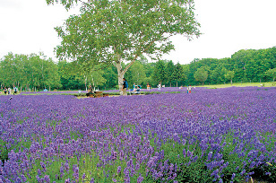 【さっぽろ羊ヶ丘展望台観光ナビ】ラベンダー畑