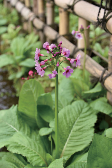 境内で見られる花々