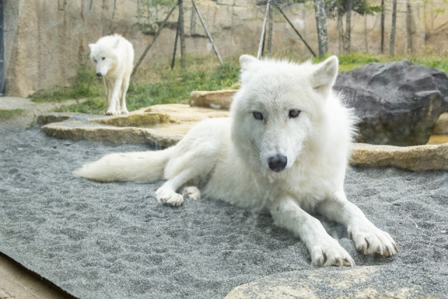 【日光・那須×那須高原】那須どうぶつ王国
