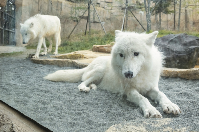 【栃木・那須どうぶつ王国×珍しい動物】ホッキョクオオカミ