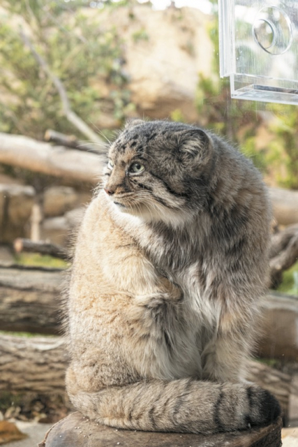 【栃木・那須どうぶつ王国×珍しい動物】マヌルネコ