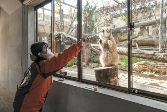 【栃木・那須どうぶつ王国×珍しい動物】マヌルネコ