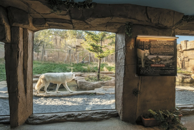 【栃木・那須どうぶつ王国×珍しい動物】ホッキョクオオカミ