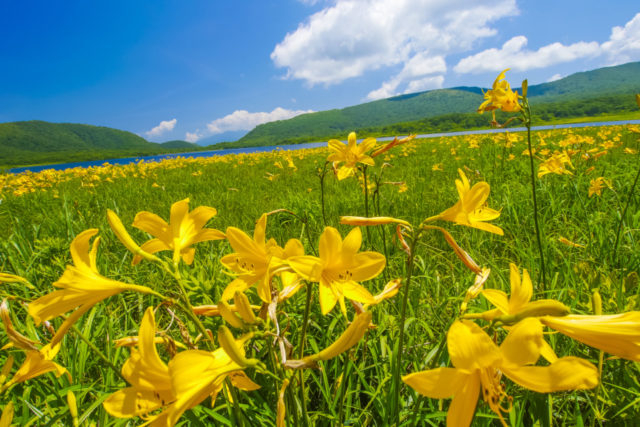 【日光・霧降高原×ドライブ】4.霧降高原キスゲ平園地から関東平野を一望