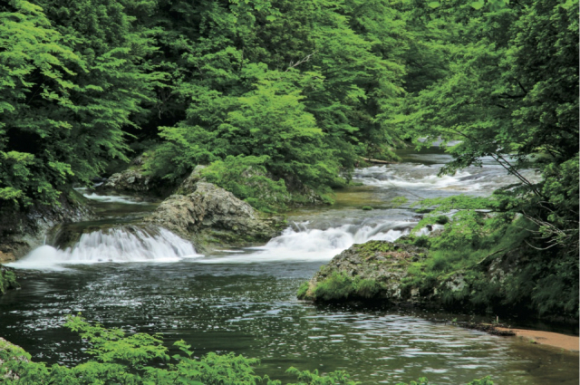 広葉樹林に彩られた美しい渓流「薬研渓流」