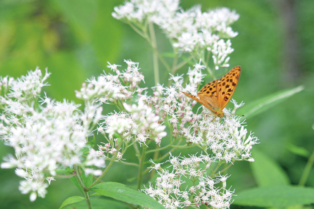 【釧路湿原のビュースポット×木道・散策路】釧路市湿原展望台の散策路