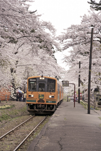 【五所川原×観光】津軽鉄道が走る桜が有名な公園「芦野公園」