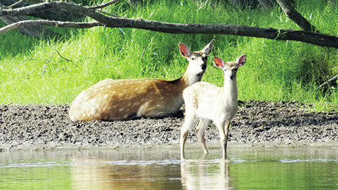【釧路湿原×ビュースポット】釧路湿原を列車の中から見る