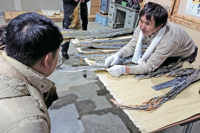 昆布のヒレ刈体験