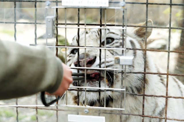 ウォーキングサファリゾーンでエサやり体験