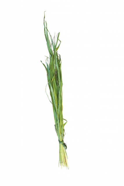 ウォーキングサファリゾーンでエサやり体験