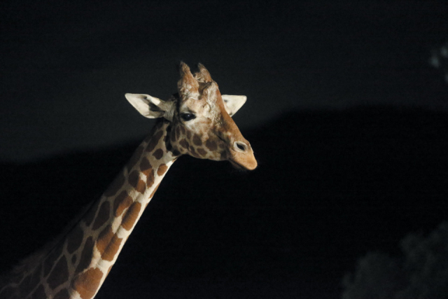 ナイトサファリツアー