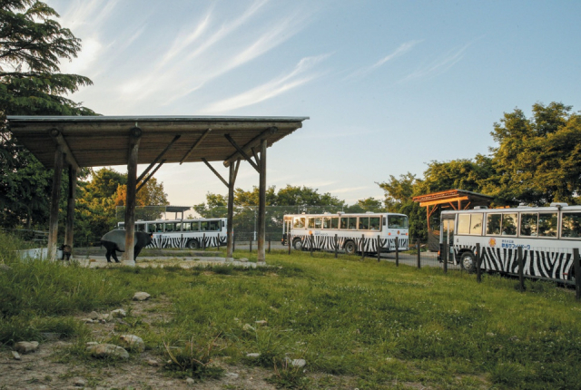 夕暮れサファリバスツアー