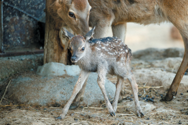 パークのアイドル! 動物の赤ちゃんに会える!?