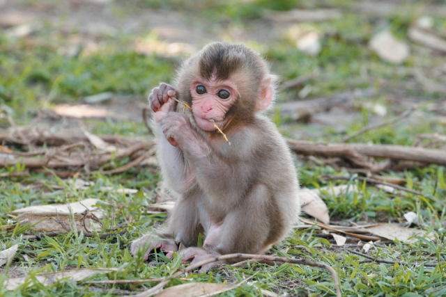 パークのアイドル! 動物の赤ちゃんに会える!?