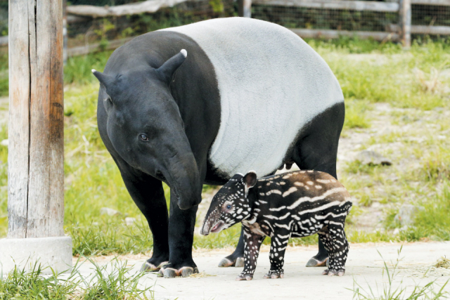 パークのアイドル! 動物の赤ちゃんに会える!?