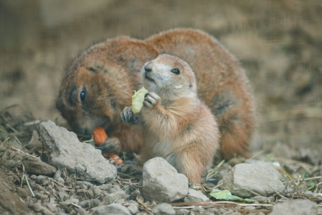 パークのアイドル! 動物の赤ちゃんに会える!?