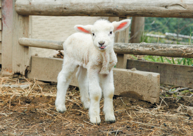 パークのアイドル! 動物の赤ちゃんに会える!?