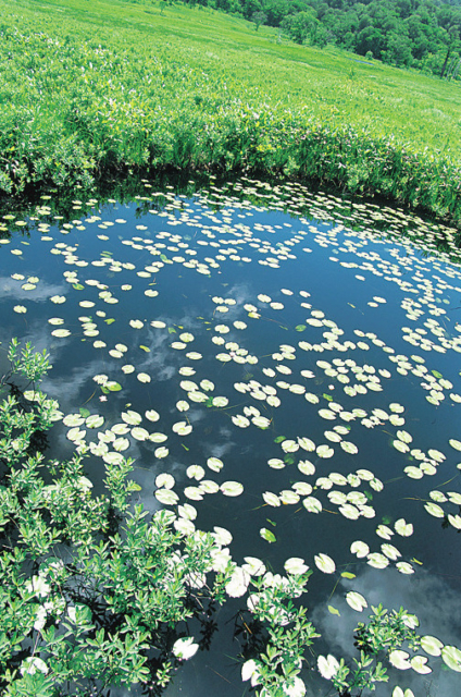 尾瀬国立公園のご紹介