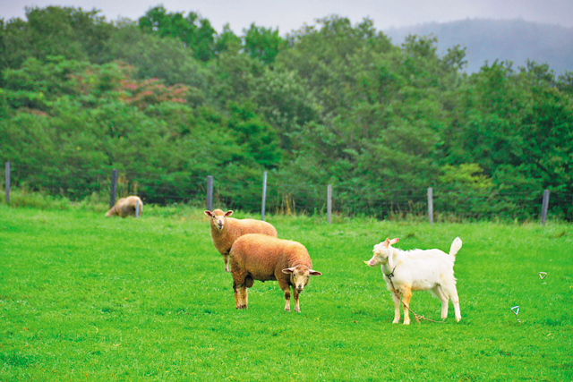 【遠刈田温泉の観光スポット】広大な牧場でチーズ作りに挑戦「蔵王ハートランド」