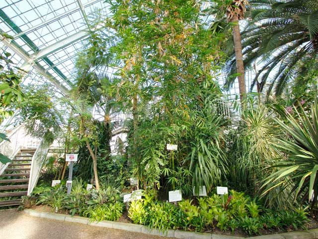 【湯の川×観光】南国の珍しい植物が見られる「函館市熱帯植物園」