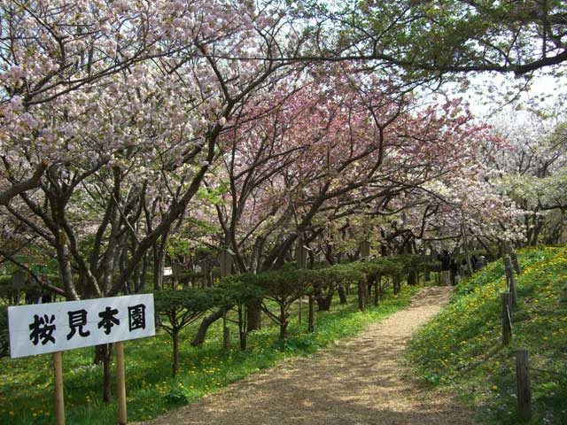 桜見本園