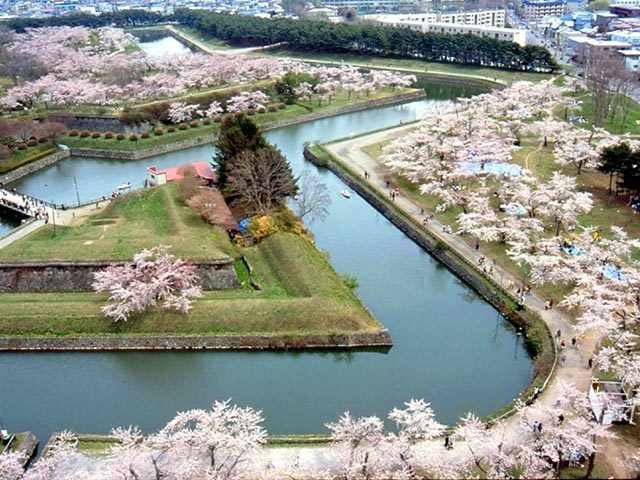 【函館・道南観光×春のイベント】函館の桜