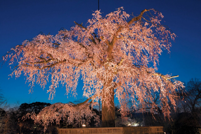 【祇園周辺の見どころ】円山公園