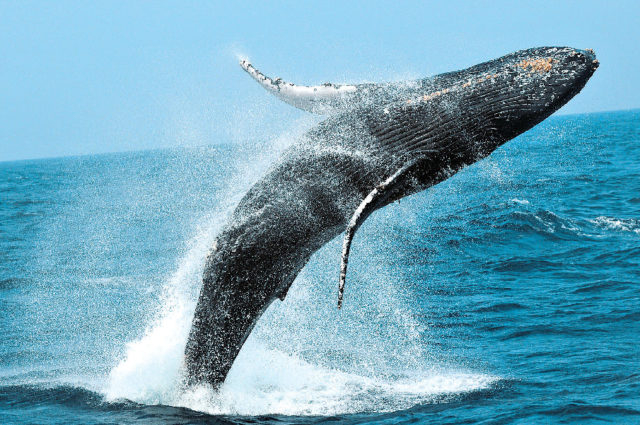 ホエールツアーQ&A