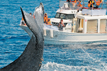 冬期限定 ホエールウォッチング