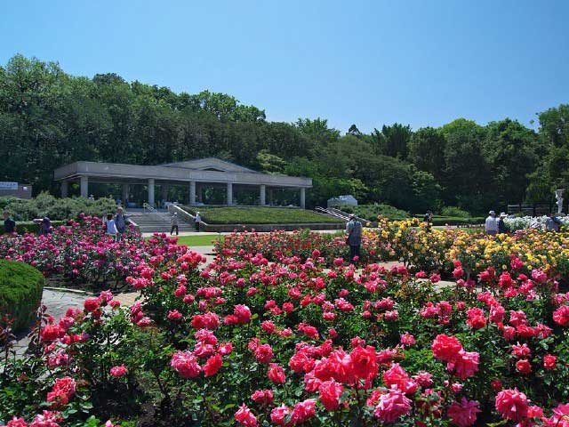 6.都立神代植物公園(東京都)