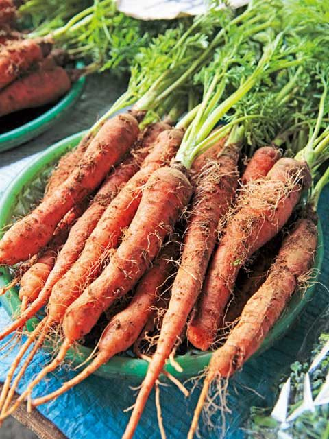 【鎌倉観光×自然①】1 0 : 0 0 プロも通う“レンバイ”でカラフルな鎌倉野菜を♪「鎌倉市農協連即売所」